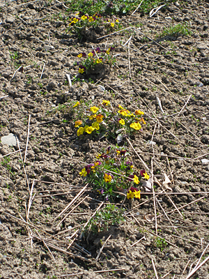 pansy unmulched